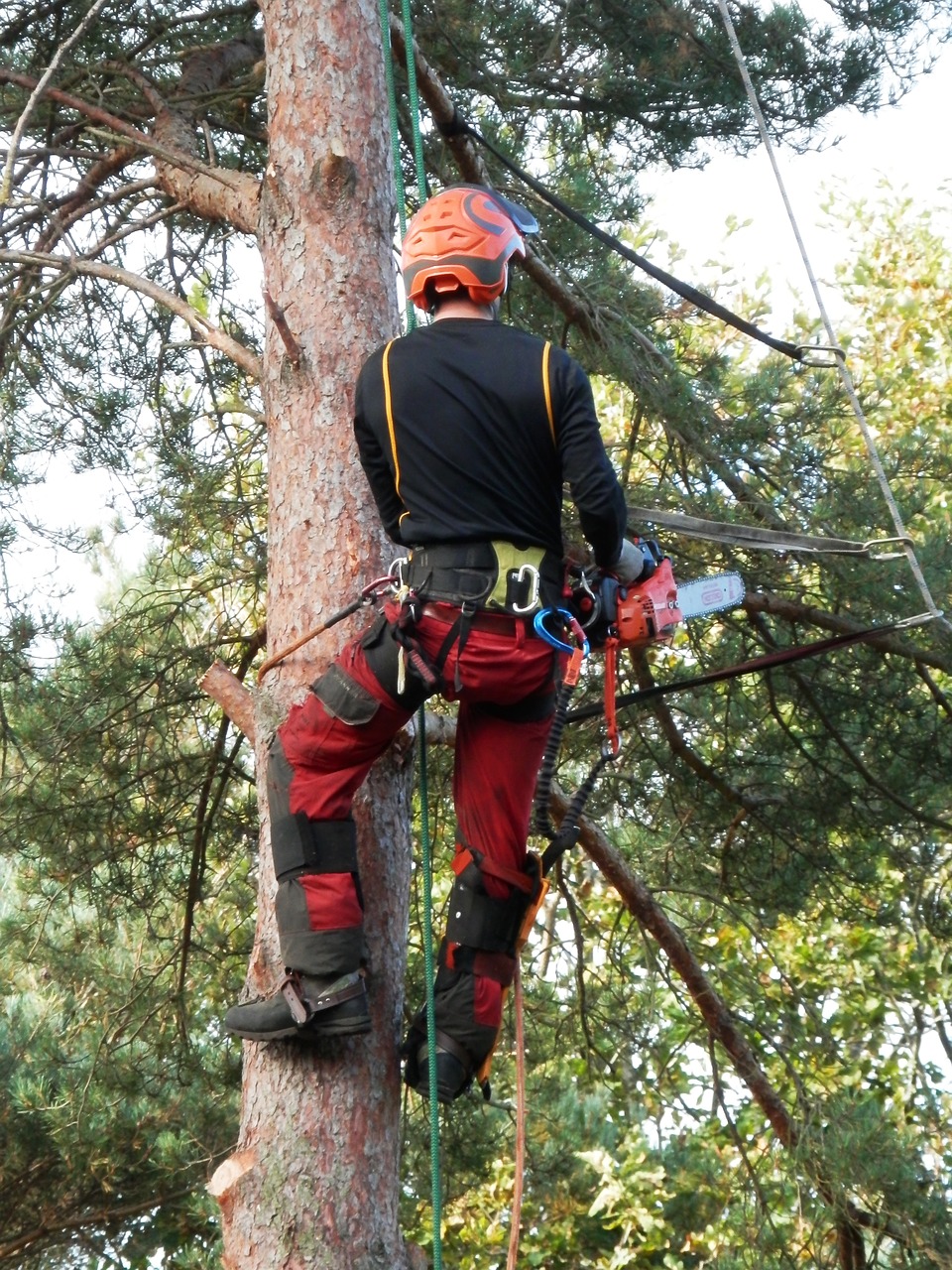 Pro Tree Service of Savannah Image